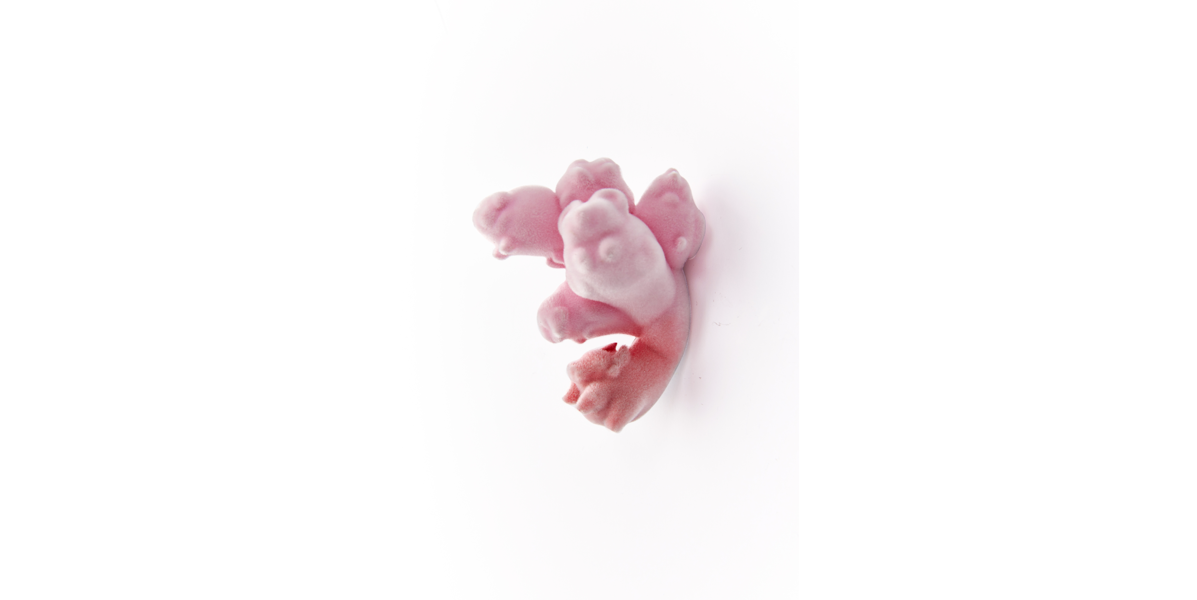 转化实验 1（Transformation experiment - 1）